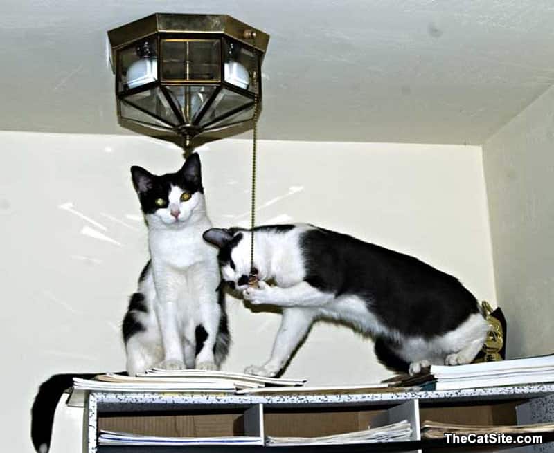 Dos gatitos trabajando juntos para tirar de la cuerda de una lámpara.
