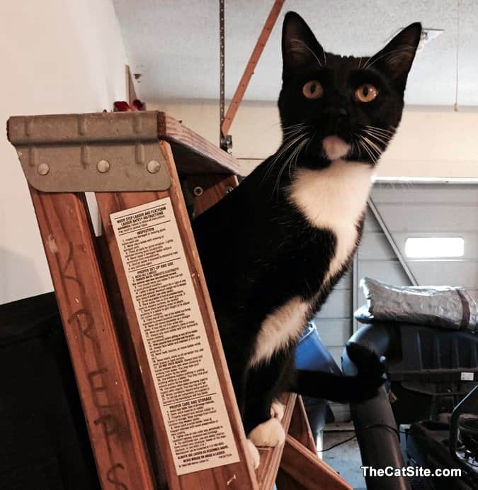 Gato blanco y negro en una escalera