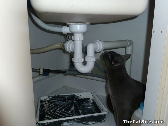 Un gato inspeccionando las tuberías debajo de un fregadero.