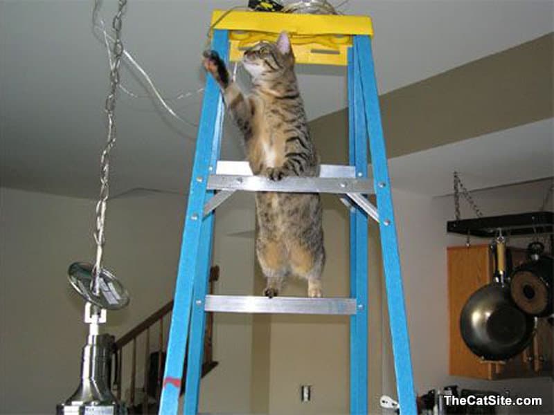 Gato subiendo una escalera