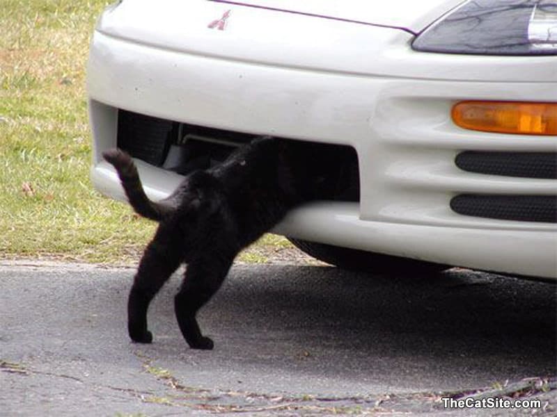 Un gato tiene la cabeza dentro de un coche: ¿un mecánico?