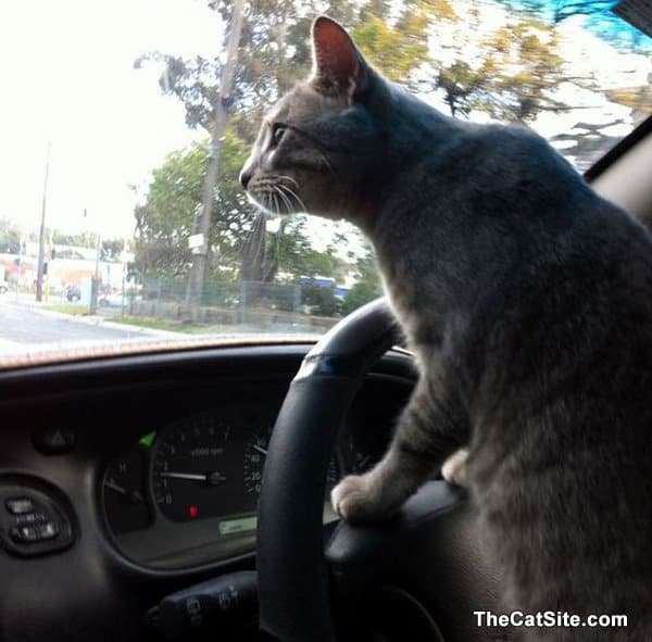 Un gato parece estar conduciendo un coche.