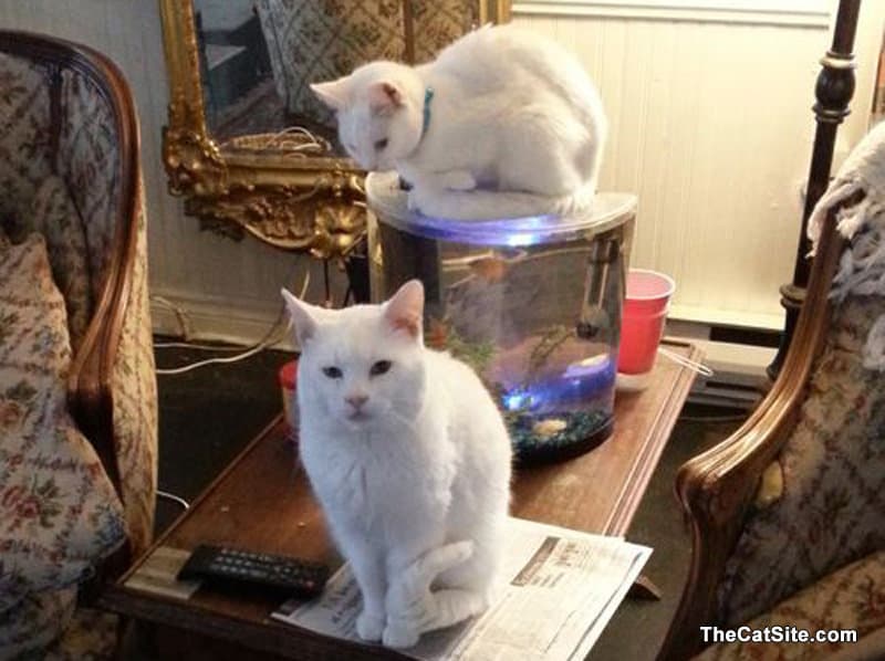 Dos gatos blancos 
