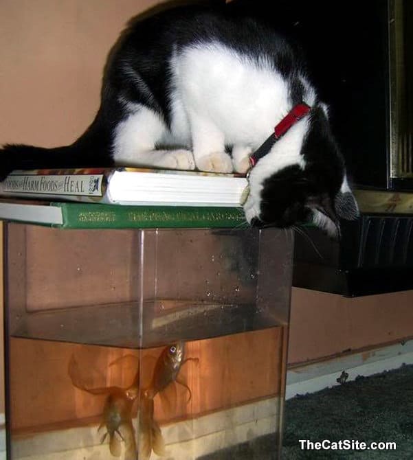Gatito blanco y negro mirando los peces en un tanque