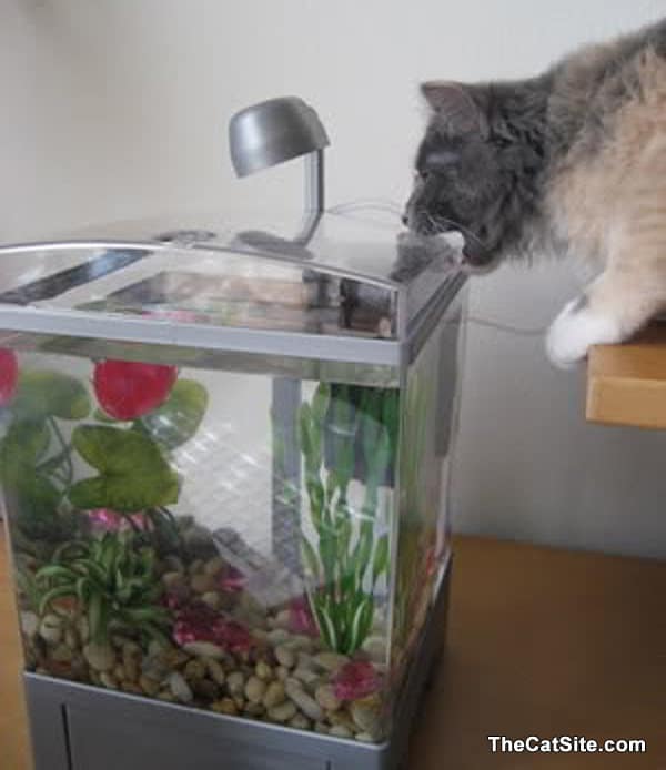 El gato está mirando dentro de la pecera.