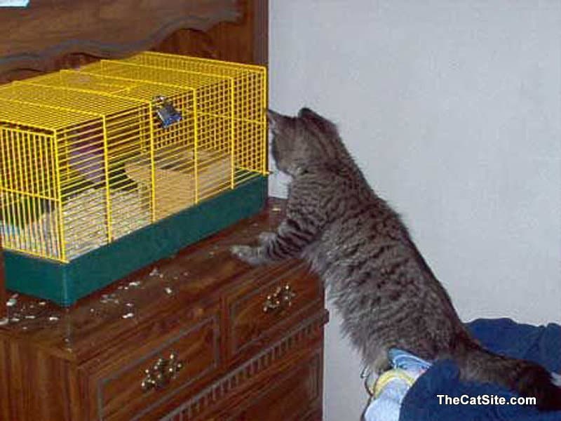 El gato está mirando dentro de una jaula.