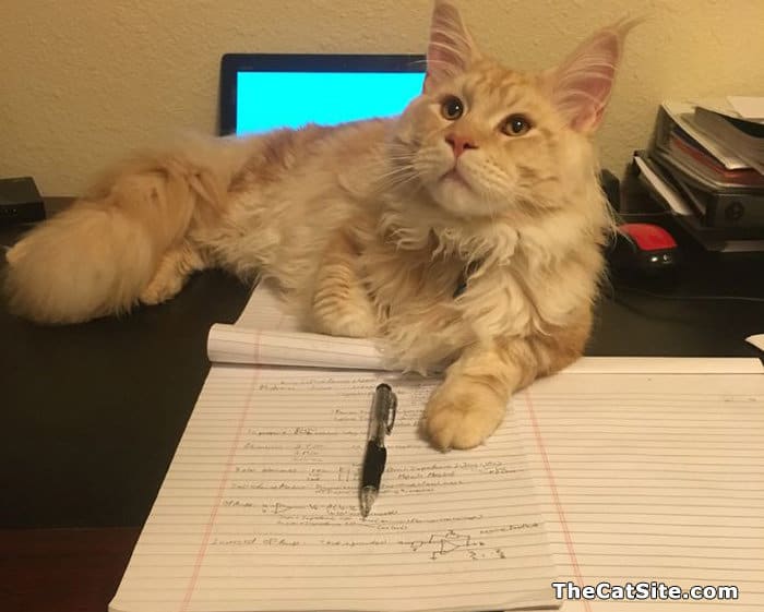Gato ayudando con la tarea