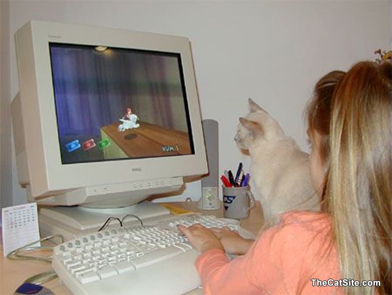 Gato mirando la pantalla de una computadora