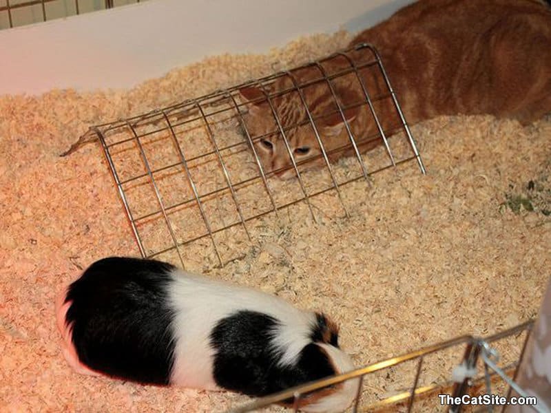 Gato saliendo con un conejillo de indias