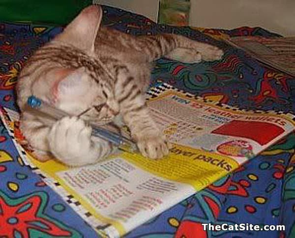 Gato resolviendo un crucigrama