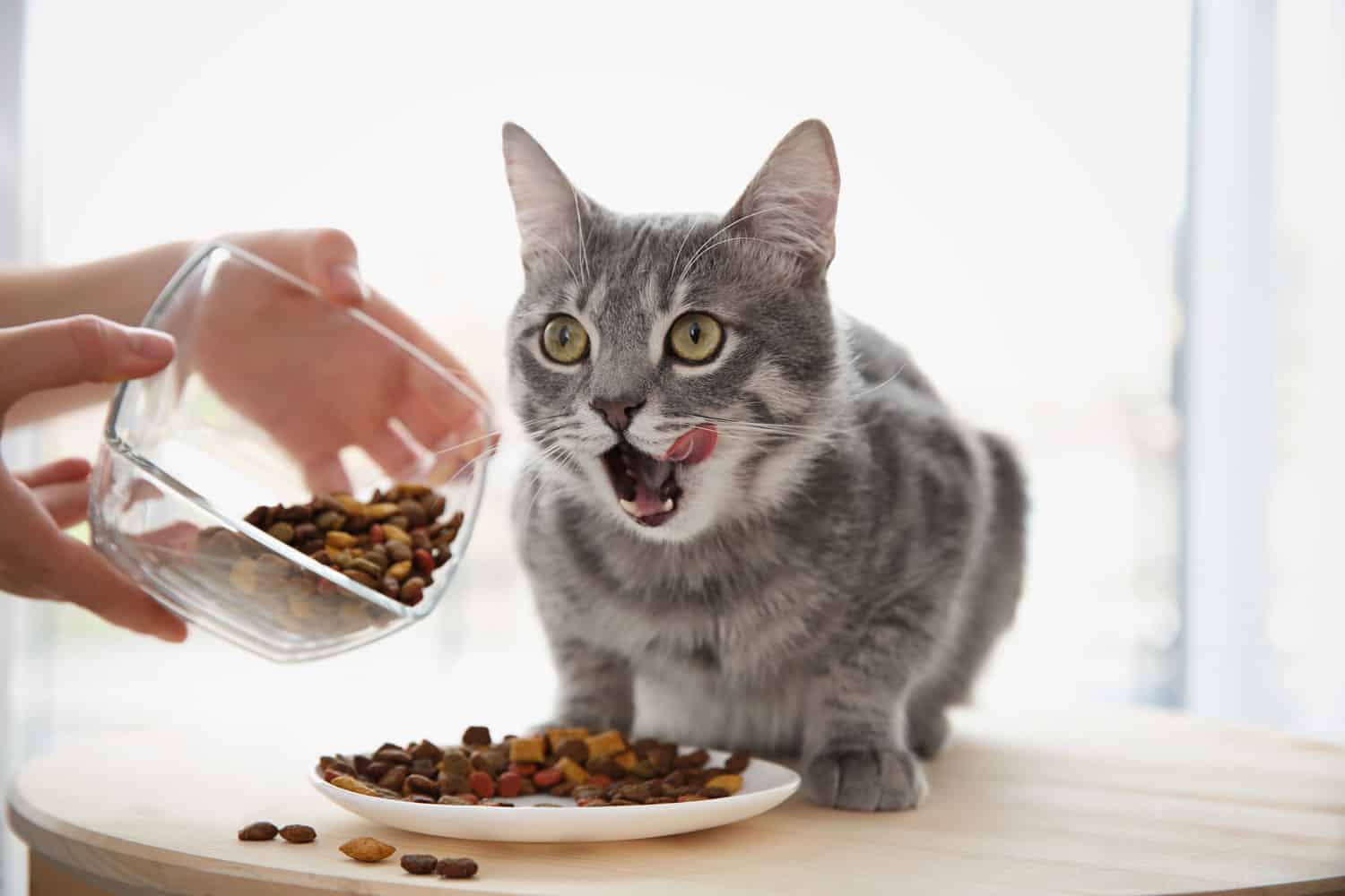 Dueño alimentando a un lindo gato en casa

