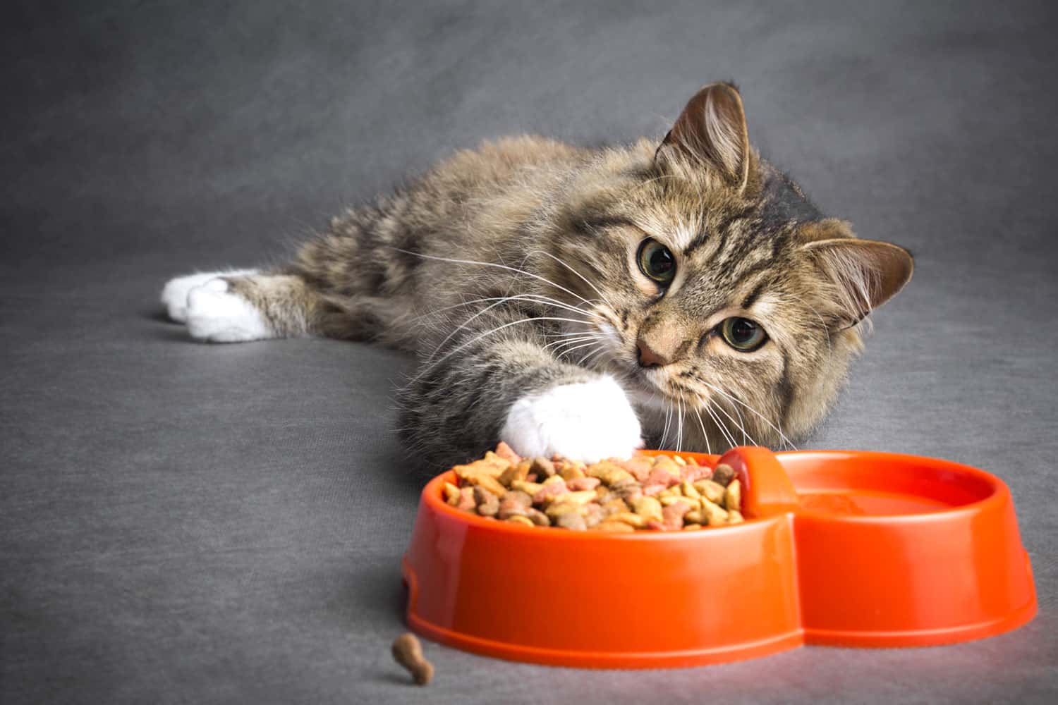 Un gato gracioso y perezoso tira su pata a un recipiente lleno de comida seca sobre un fondo gris
