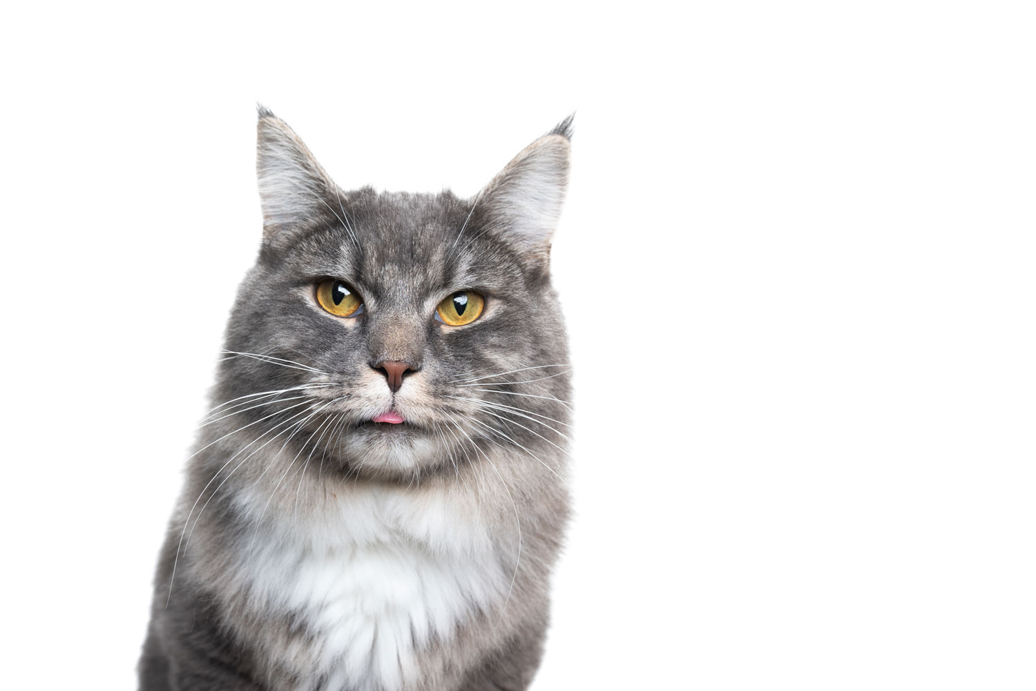 Un precioso gato atigrado azul sacando la lengua sobre un fondo blanco.