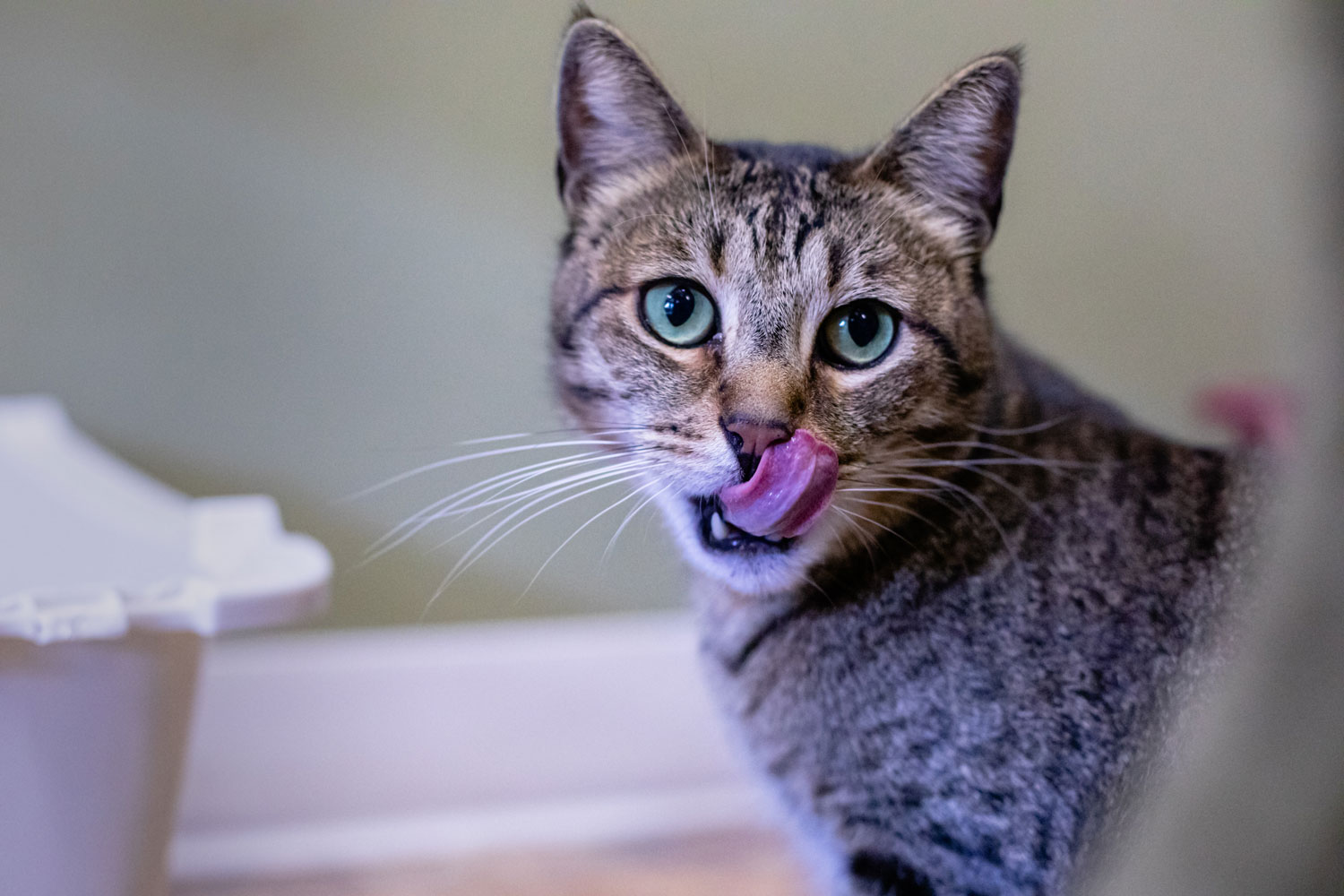 Un hermoso gato bengalí lamiéndose la nariz