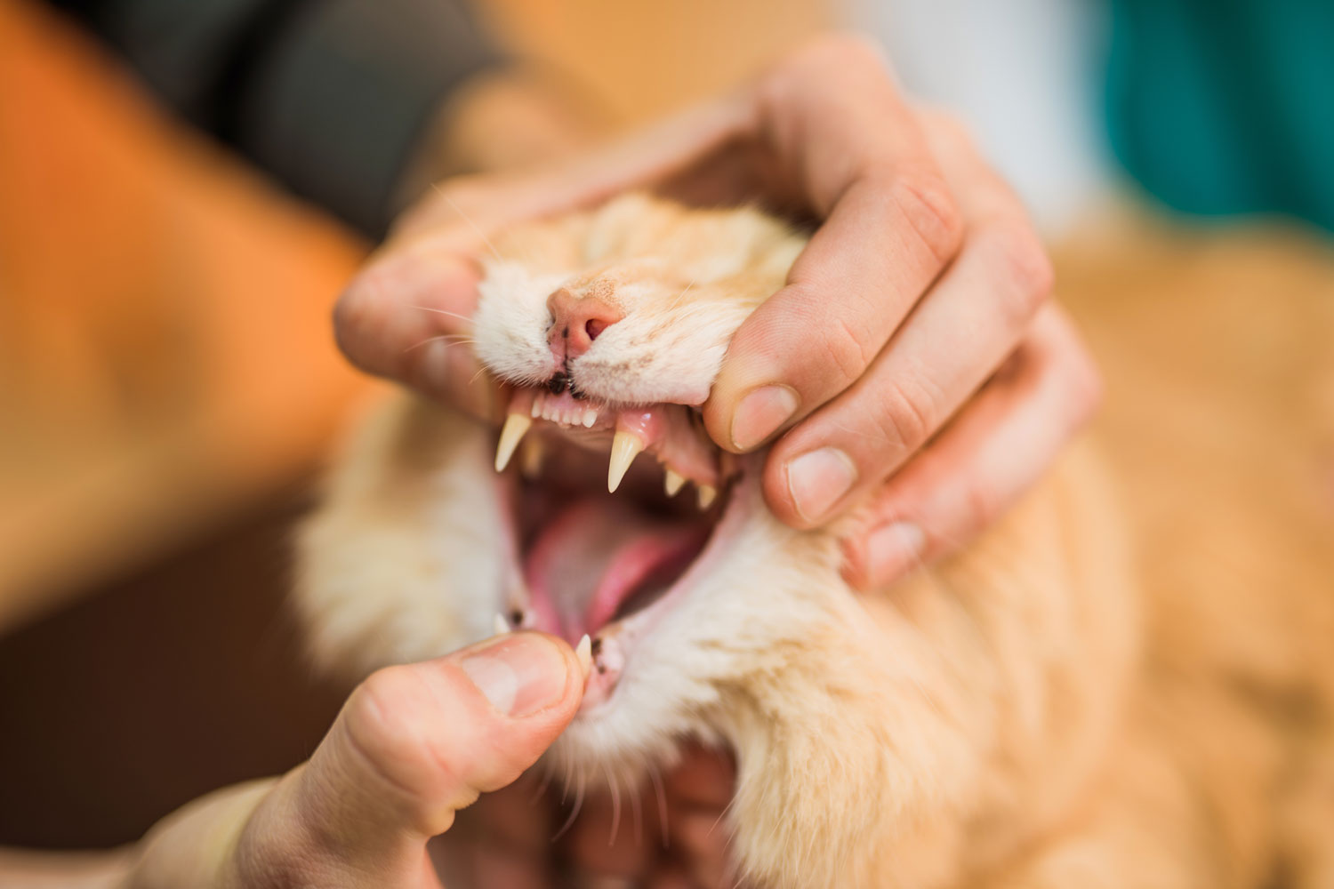 Un hombre abriendo la boca de su gato.