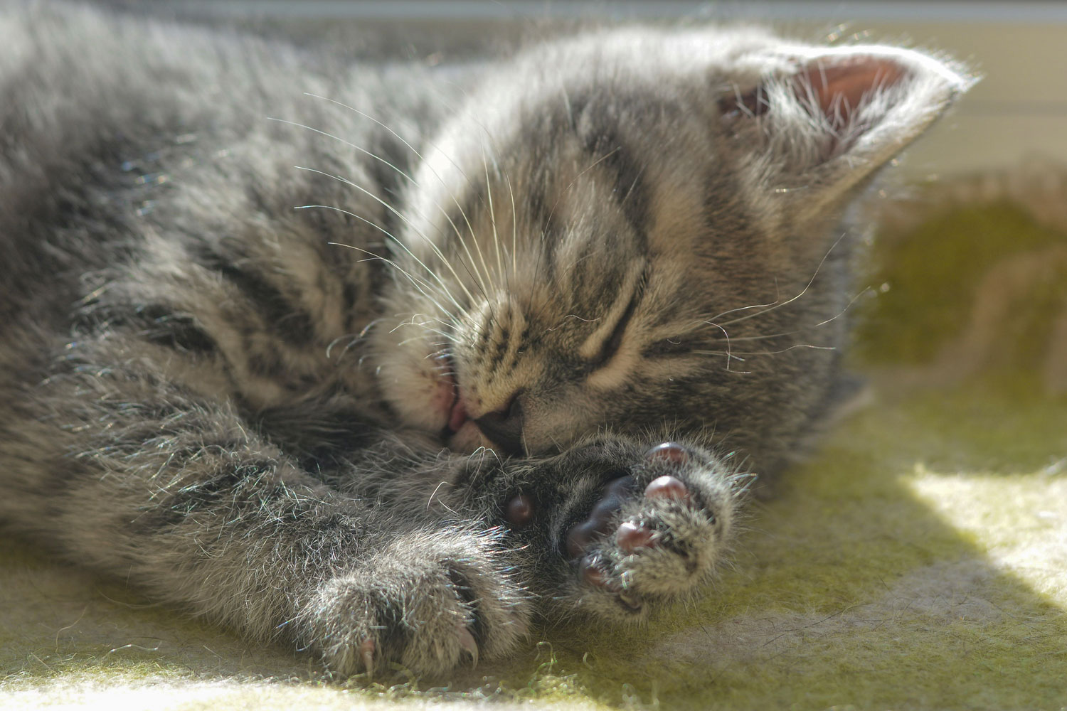 Un gatito super lindo sacando la lengua mientras duerme