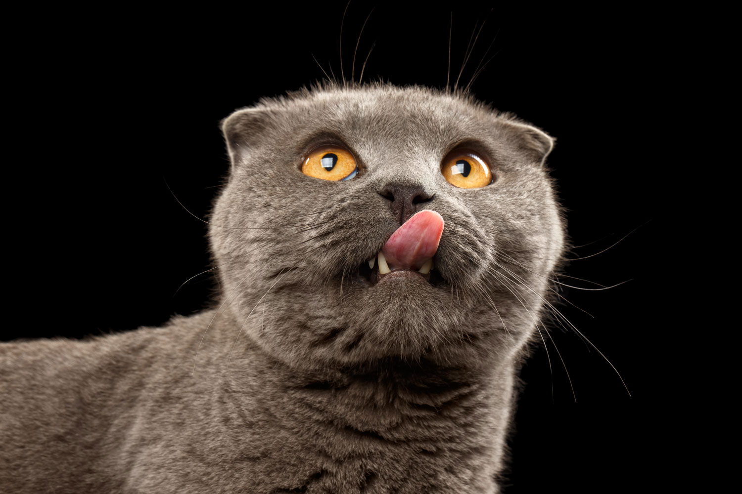 Un gato británico de pelo corto lamiéndose la nariz