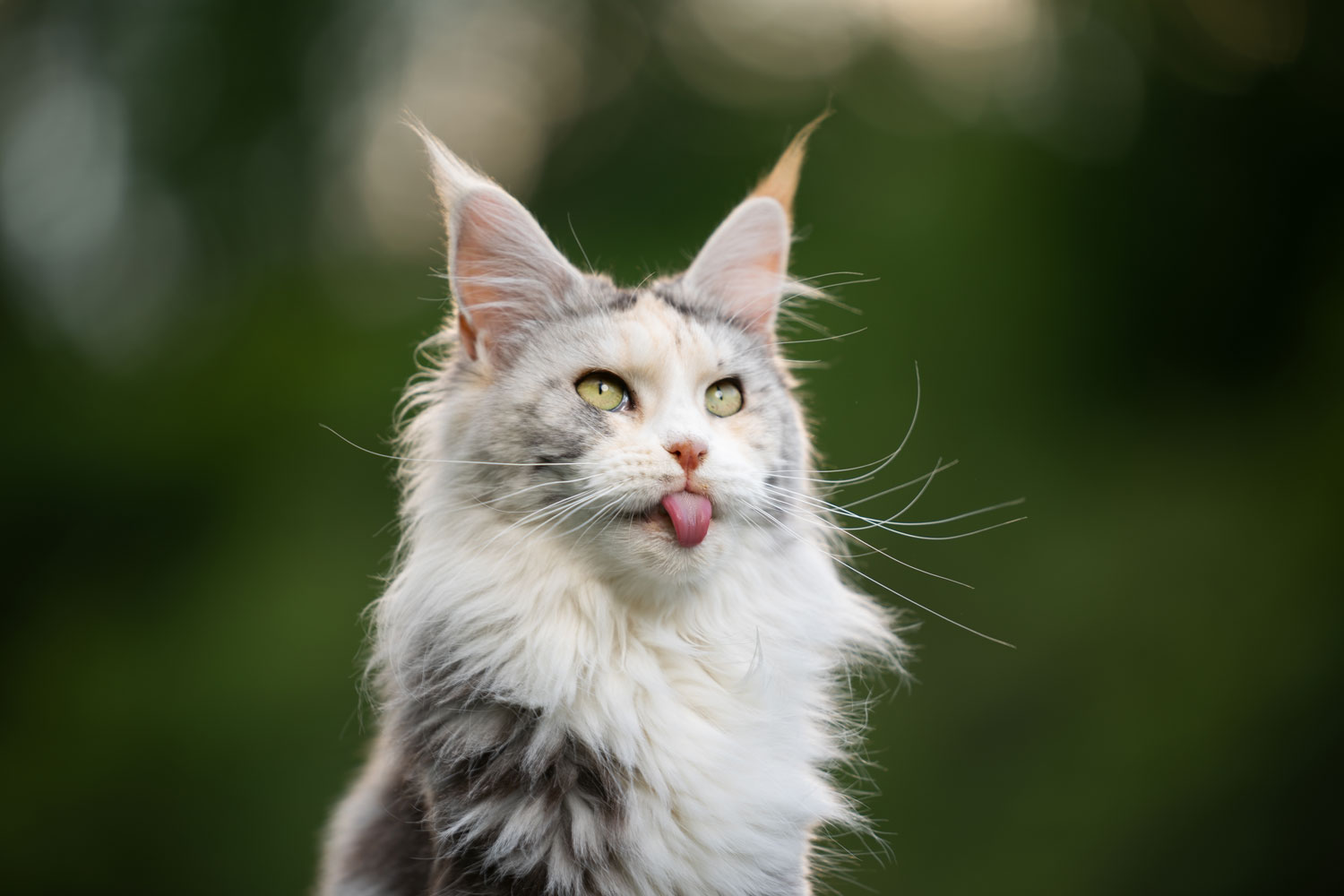 Un precioso gato maine coon sacando la lengua sin motivo alguno