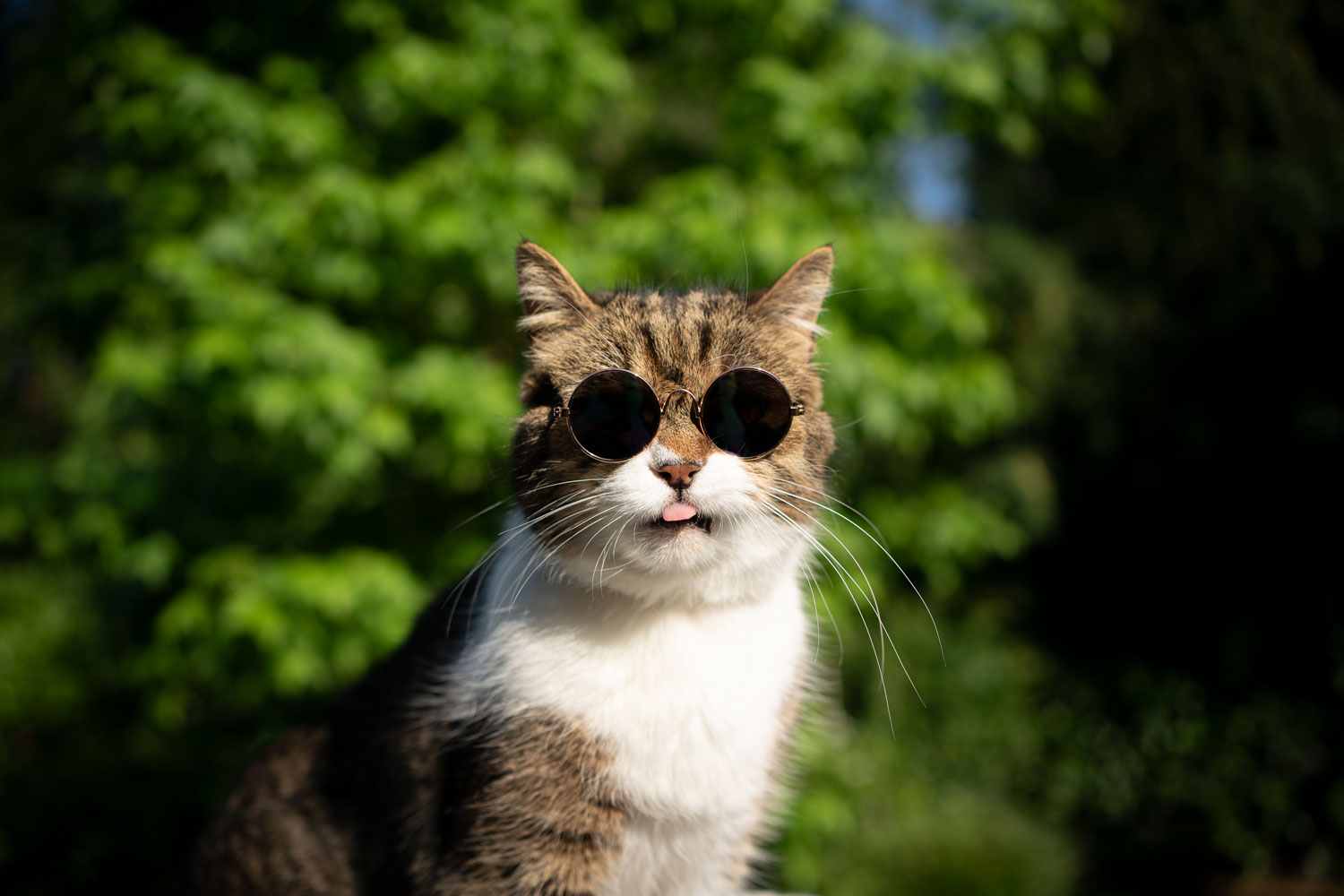 Un gato precioso con gafas redondas sacando la lengua
