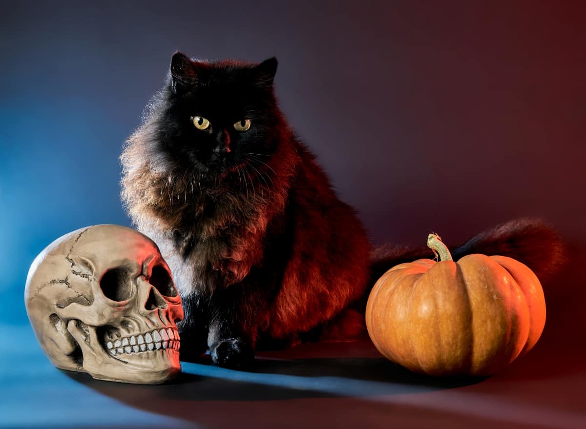 Gato negro esponjoso sobre un fondo oscuro con una calavera y una calabaza para la luz azul y roja de Halloween