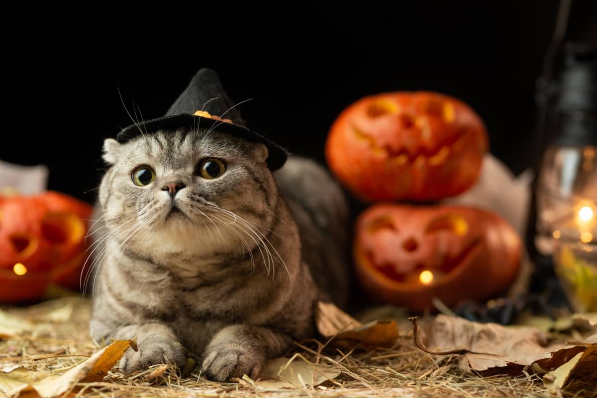 ¿Pueden los gatos ver fantasmas? ¡Historias espeluznantes de nuestros miembros!