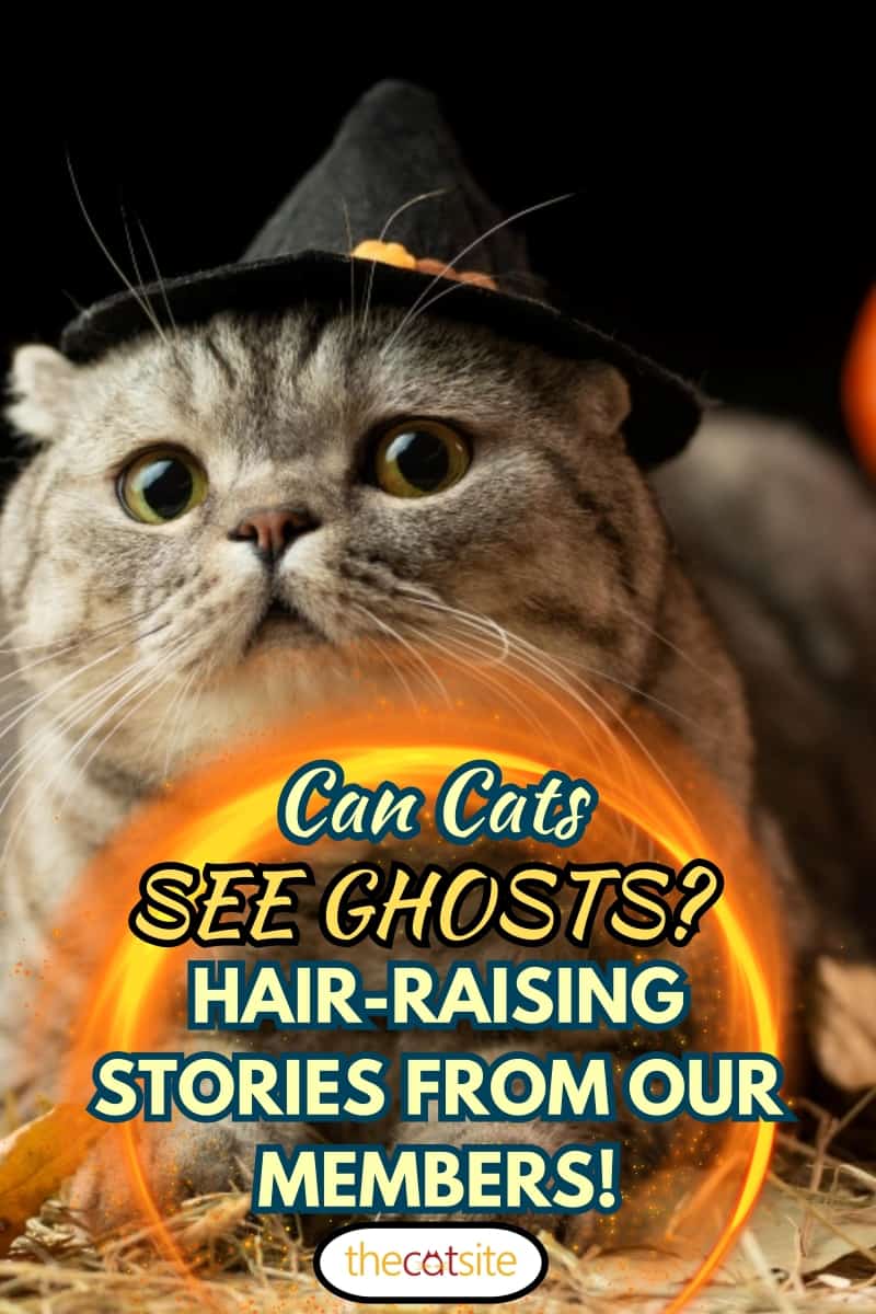 ¿Pueden los gatos ver fantasmas? ¡Historias espeluznantes de nuestros miembros!