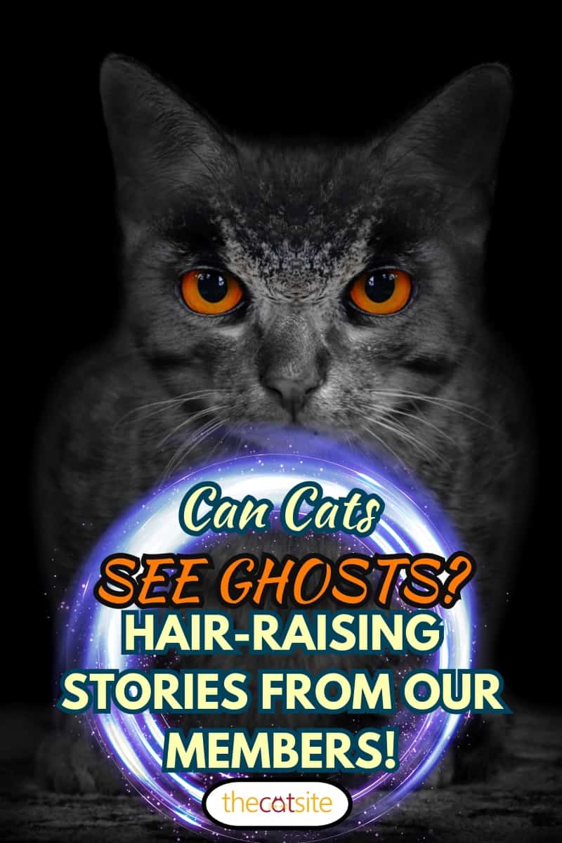 El gato montés, ¿pueden los gatos ver fantasmas? ¡Historias espeluznantes de nuestros miembros!