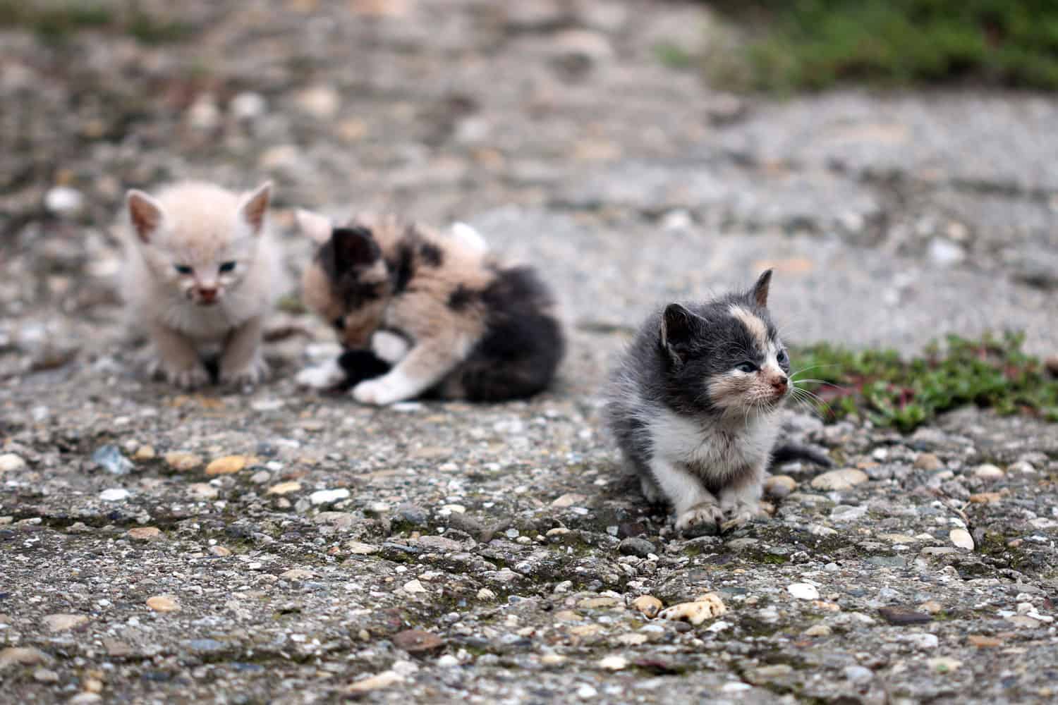 tres gatitos abandonados en la calle
