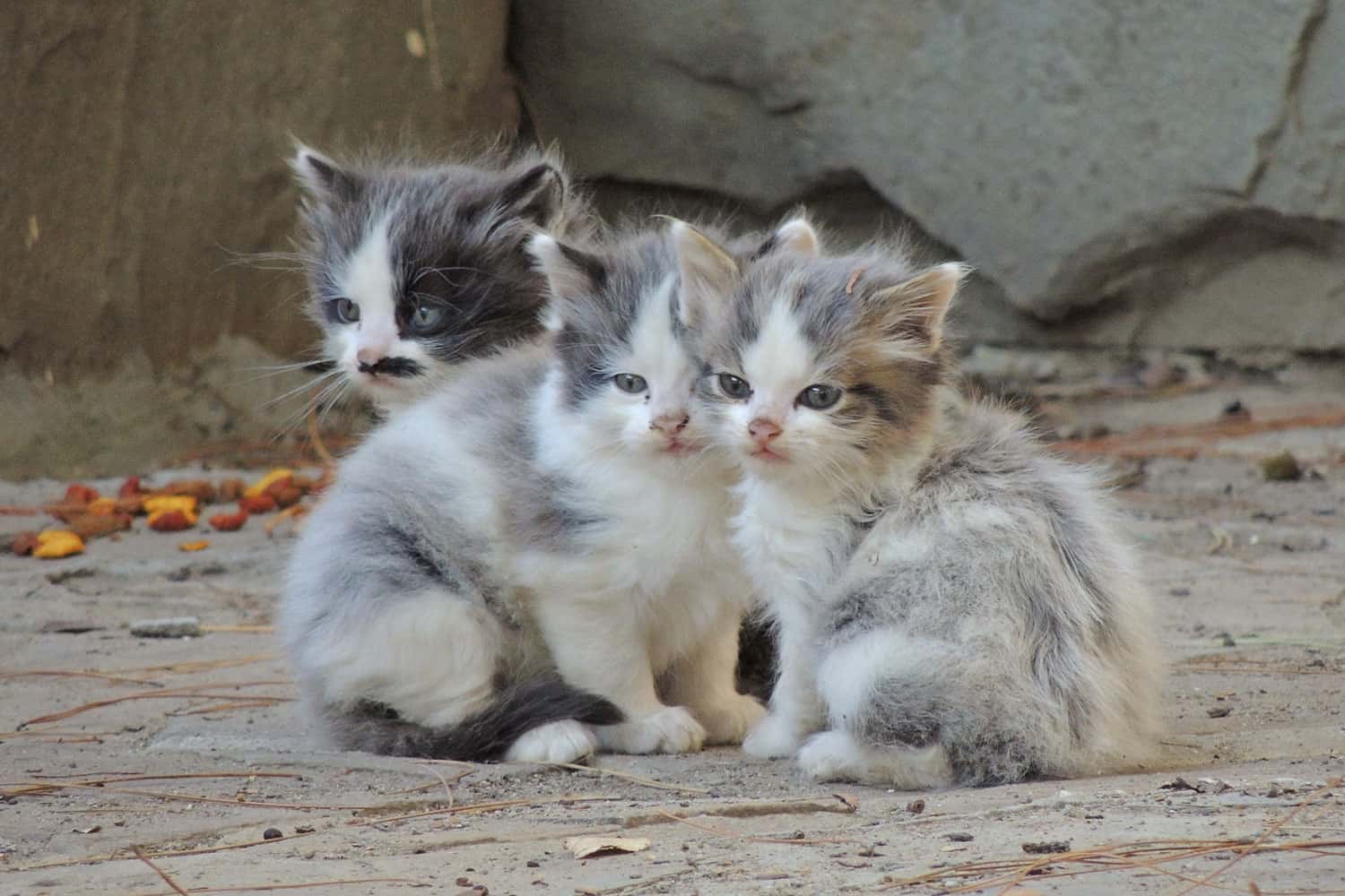 tres gatitos callejeros tienen frío afuera