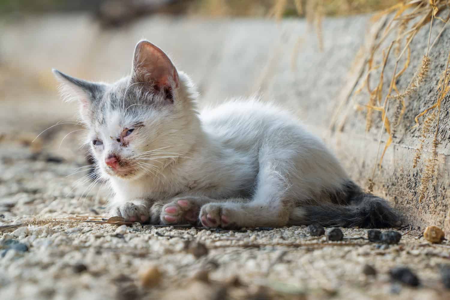 Gatito sin hogar abandonado en la calle.