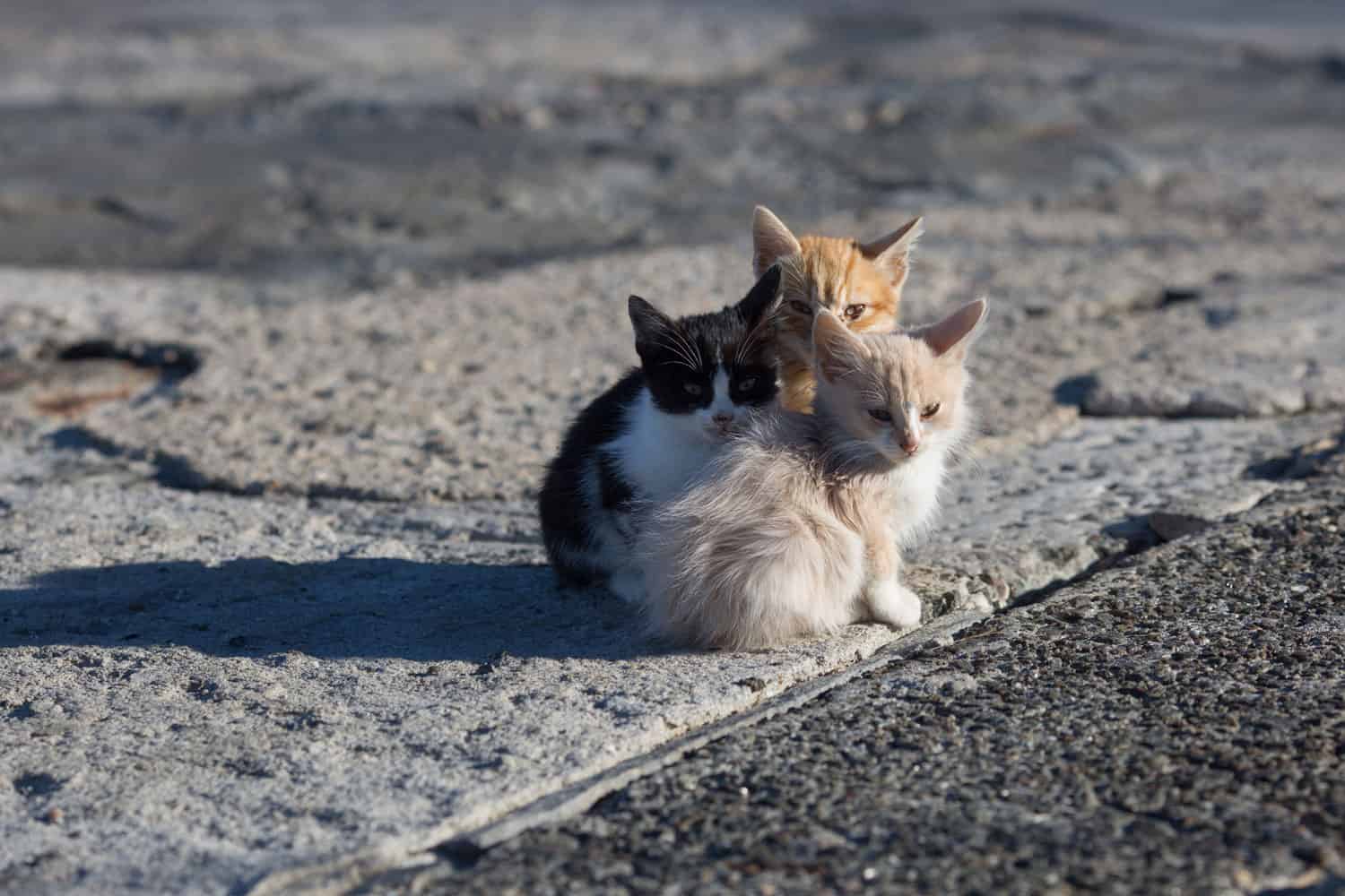 Animales sin hogar. Grupo de gatitos sin hogar en un muelle de hormigón en el puerto marítimo