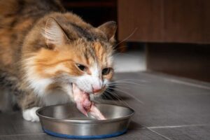 Cómo Hacer Que Tu Gato Empiece a Comer De Nuevo