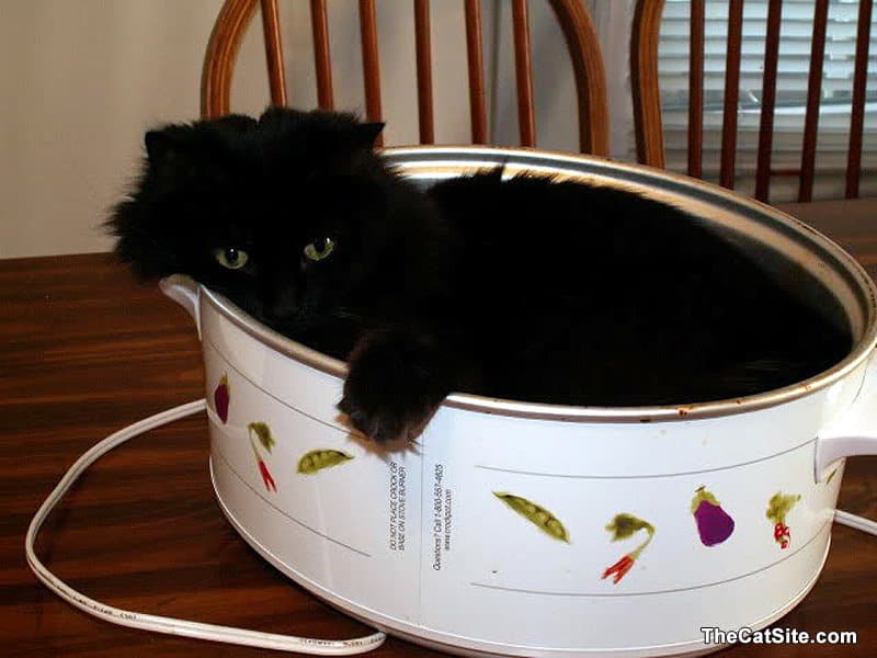 Hay un gato en la olla.