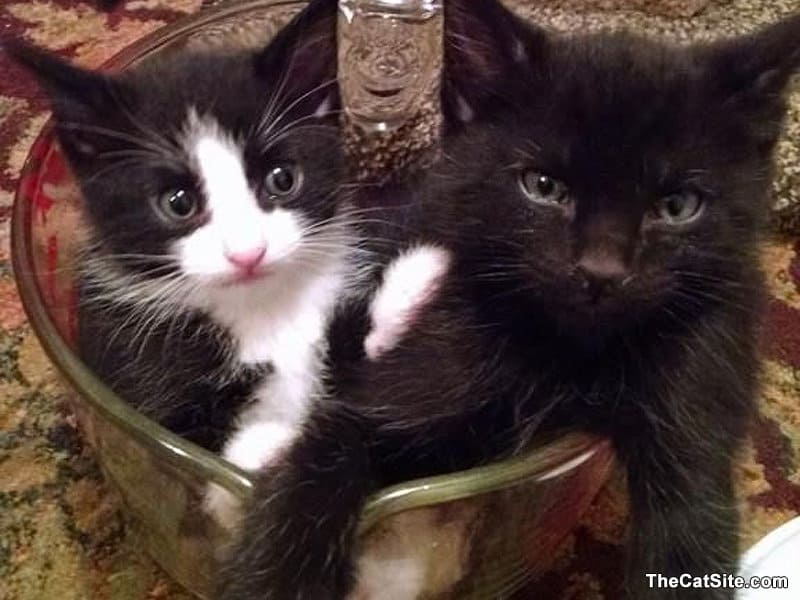 Dos gatos dentro de una taza medidora