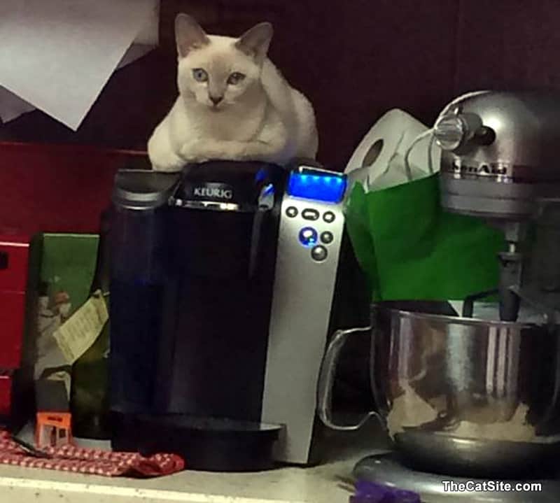 Gatos encima de la cafetera.