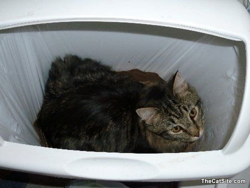 Gato en el cubo de la basura