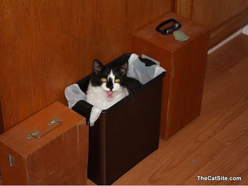 gato dentro de un contenedor de basura