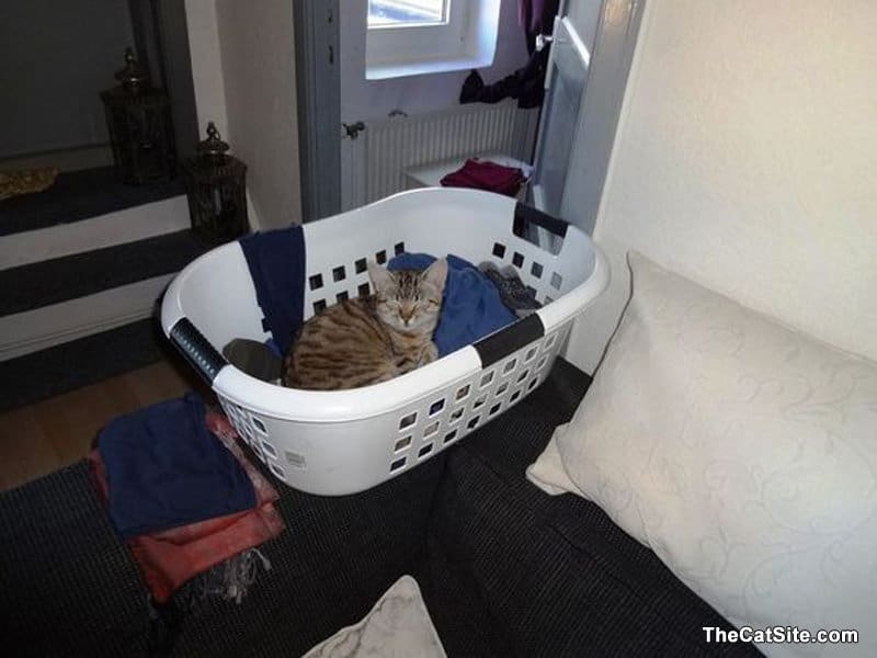 Gato durmiendo dentro del cesto de la ropa sucia