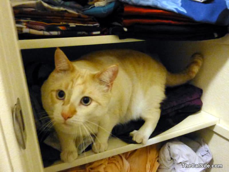 Gato dentro del armario de ropa blanca