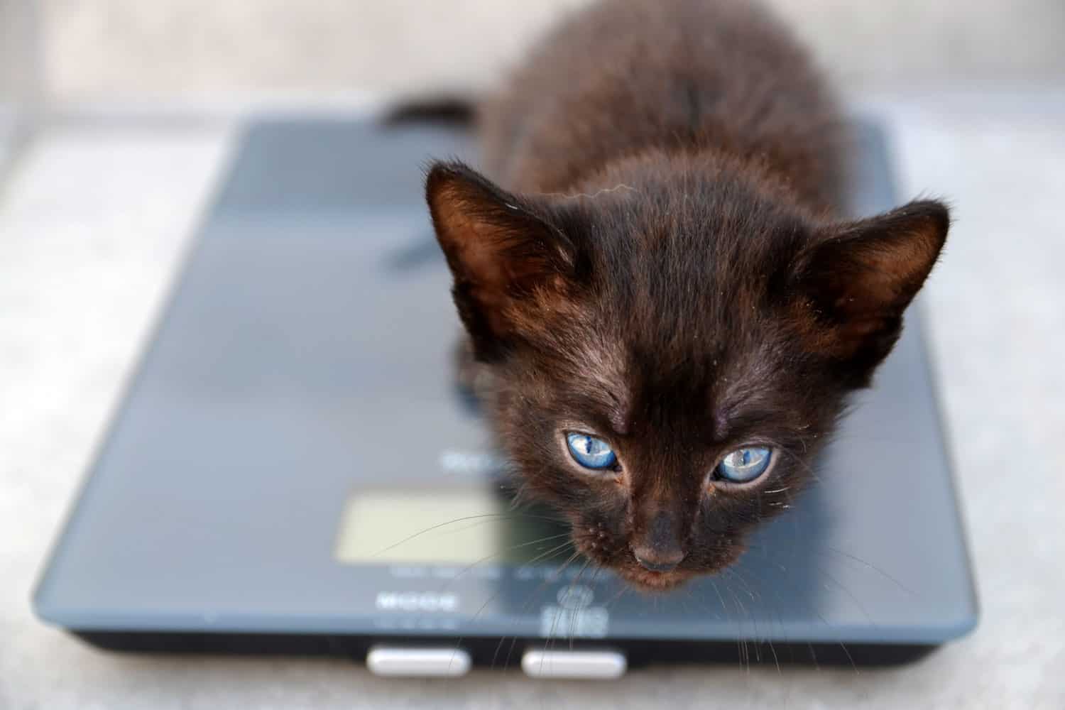 Un lindo gatito negro esponjoso se pesa a escala. Medicina veterinaria para animales, concepto de atención médica para mascotas.