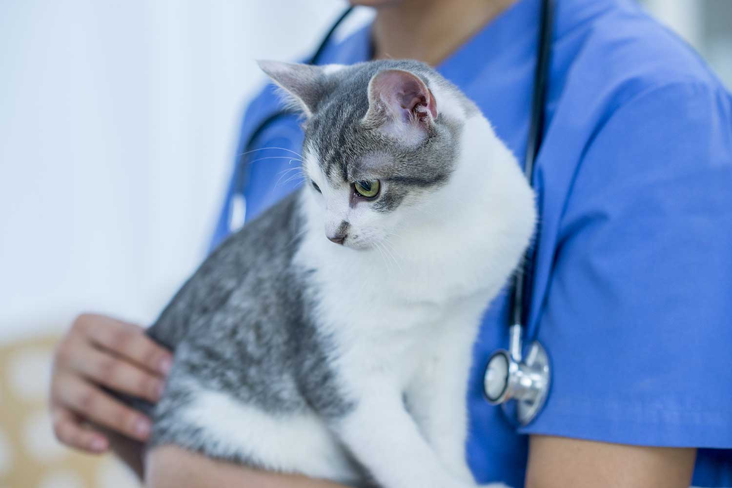 Veterinario sosteniendo al gato en sus brazos