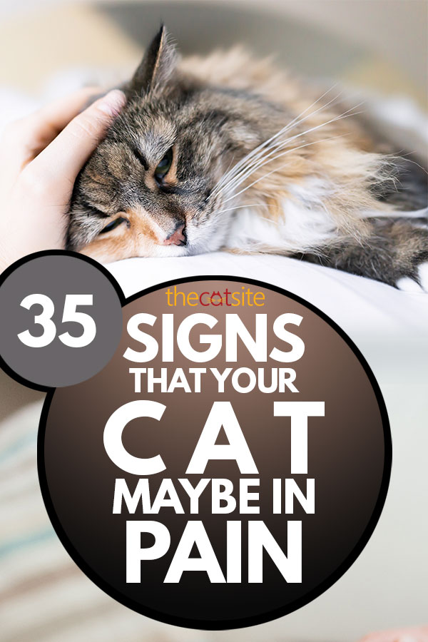35 Señales de que tu gato puede tener dolor