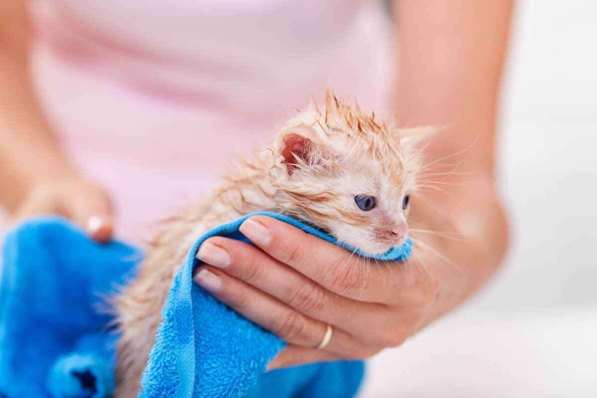 7 Consejos Cruciales Para Bañar a Gatitos Pequeños De Forma