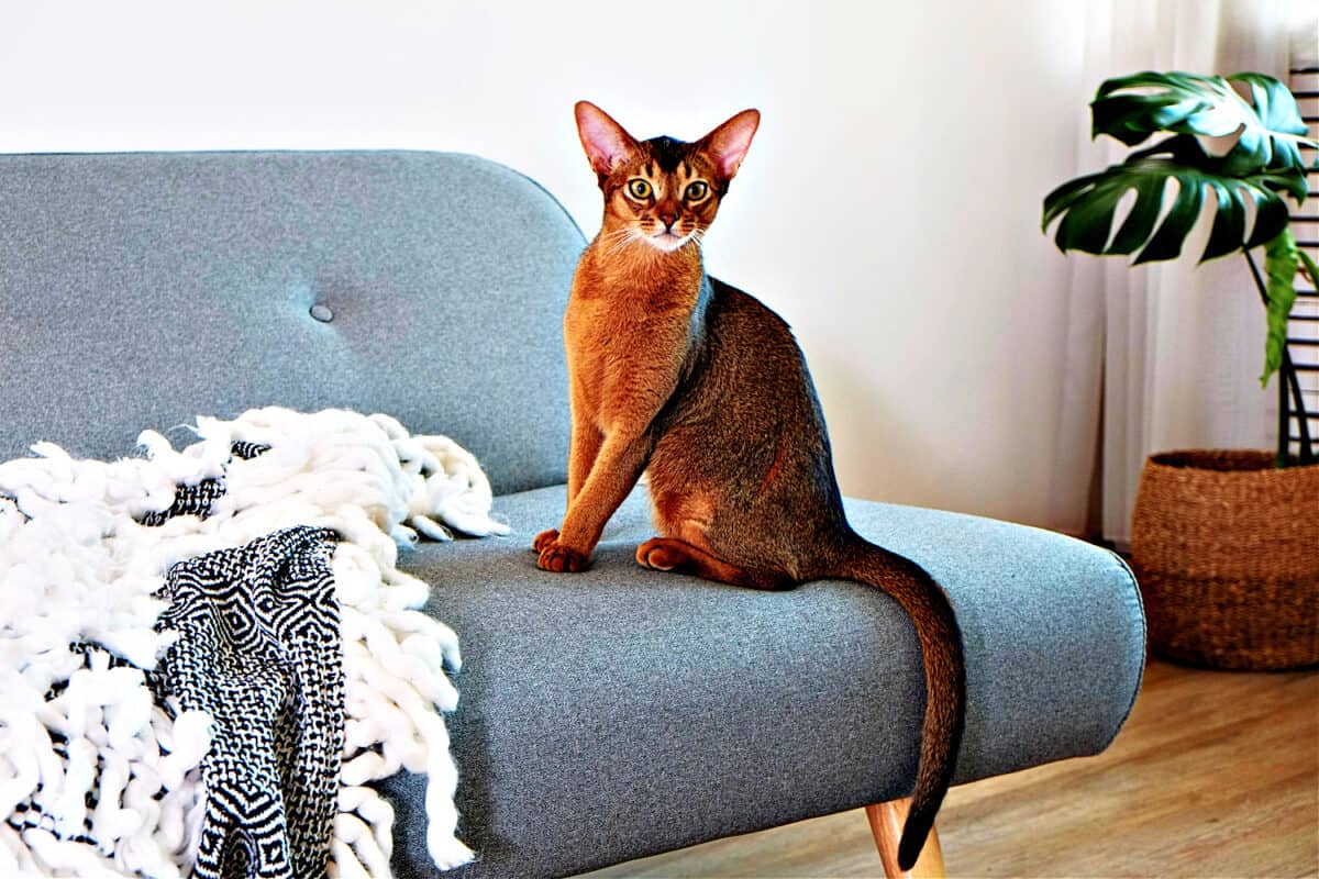 gatos abisinios