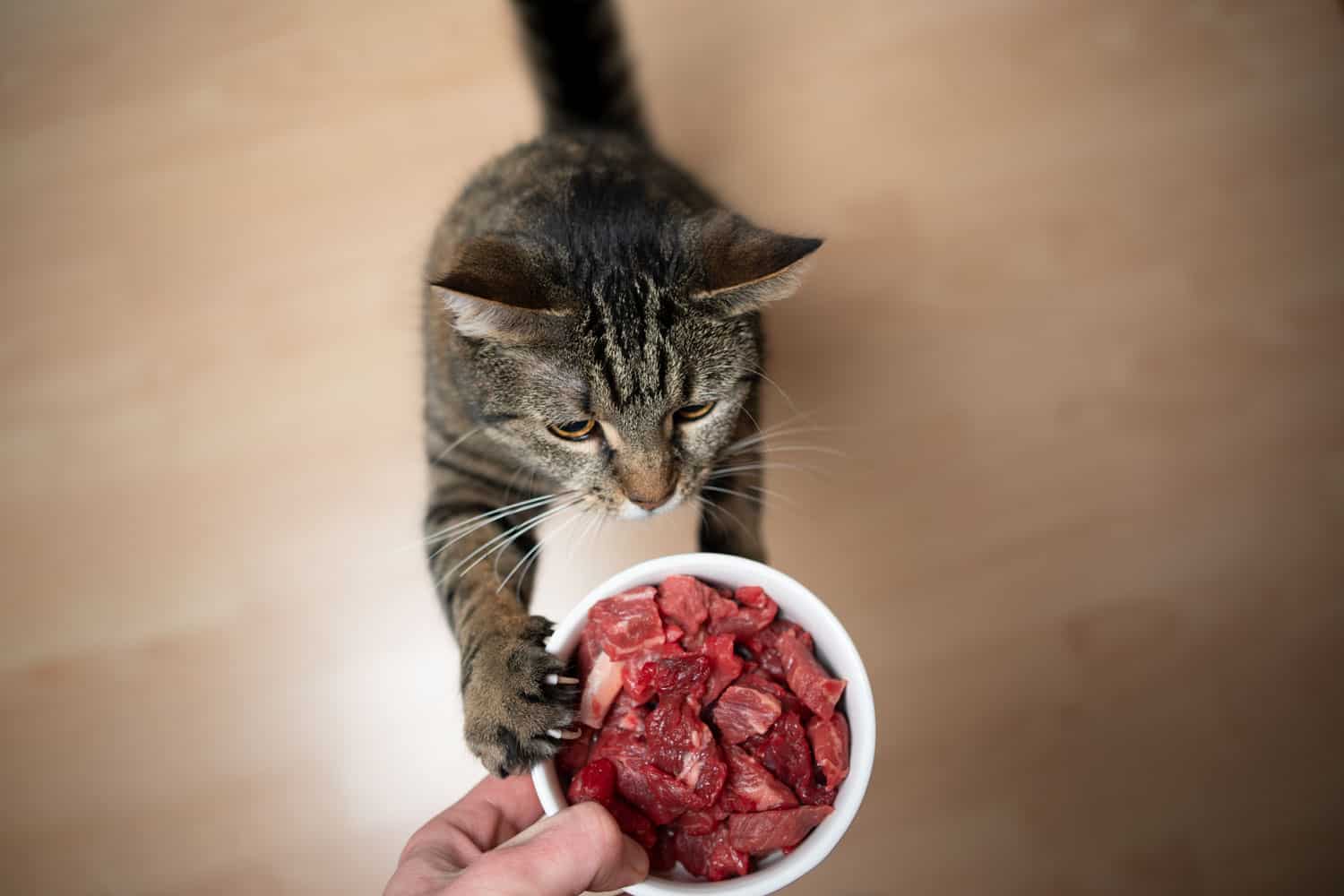 Gato atigrado levantándose para alcanzar el plato de alimentación con carne cruda sostenida por la mano del dueño de la mascota