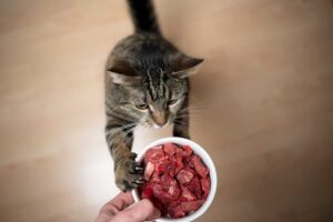 Alimentos Crudos Para Gatos: Entrevista Con La Nutricionista De Mascotas