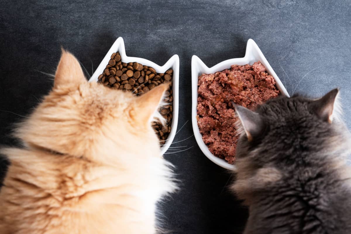 Comida para gatos y nutrición felina con la nutricionista de mascotas Dra. Martha Cline