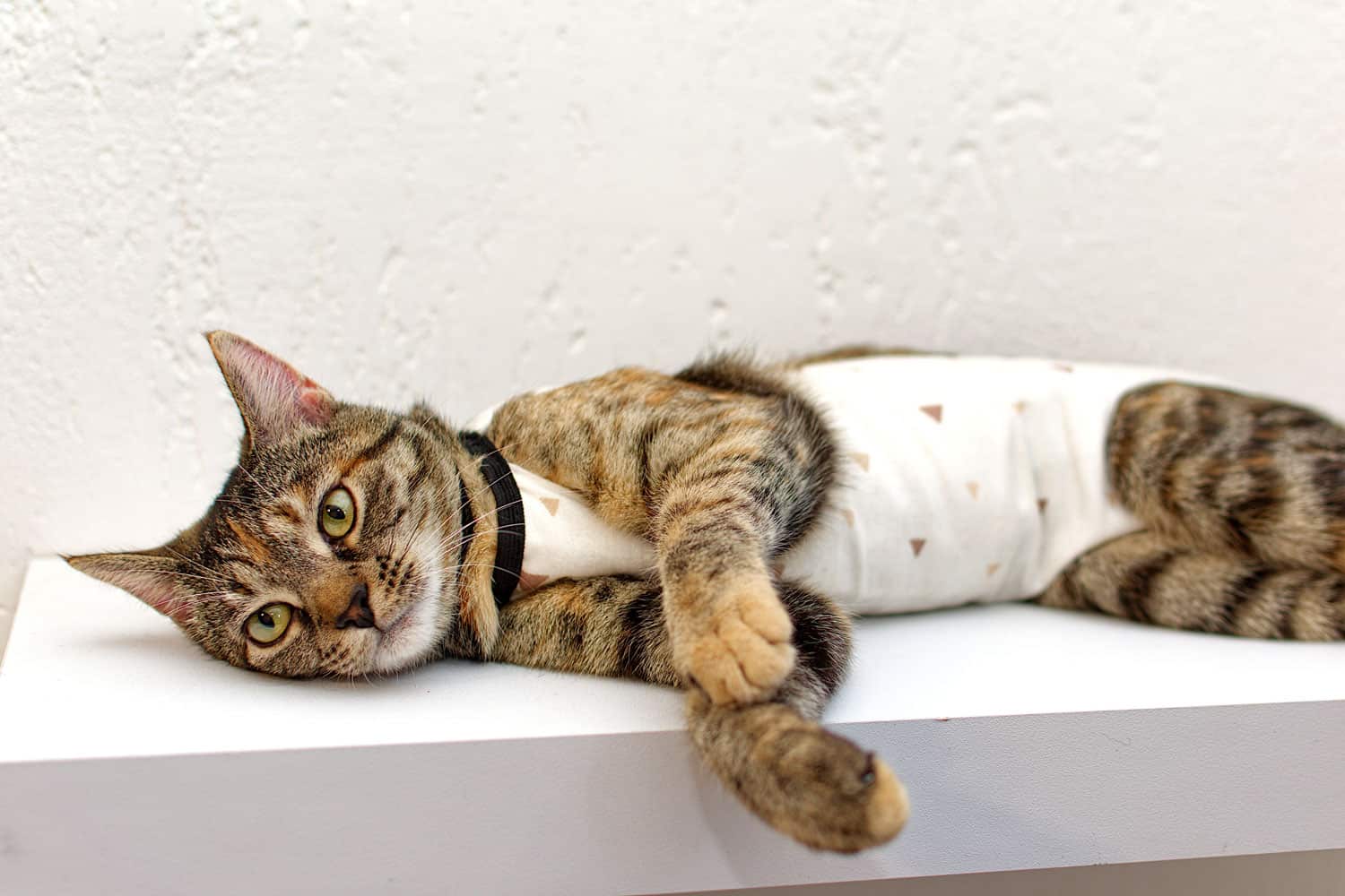 Gato atigrado en una manta médica después de la cirugía. Castración de gatitos, traje protector.