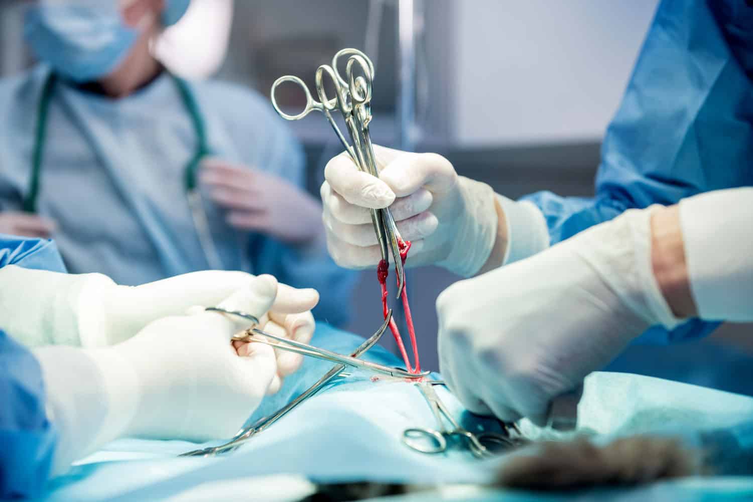 Cirujanos veterinarios en quirófano realizando castración de gatos