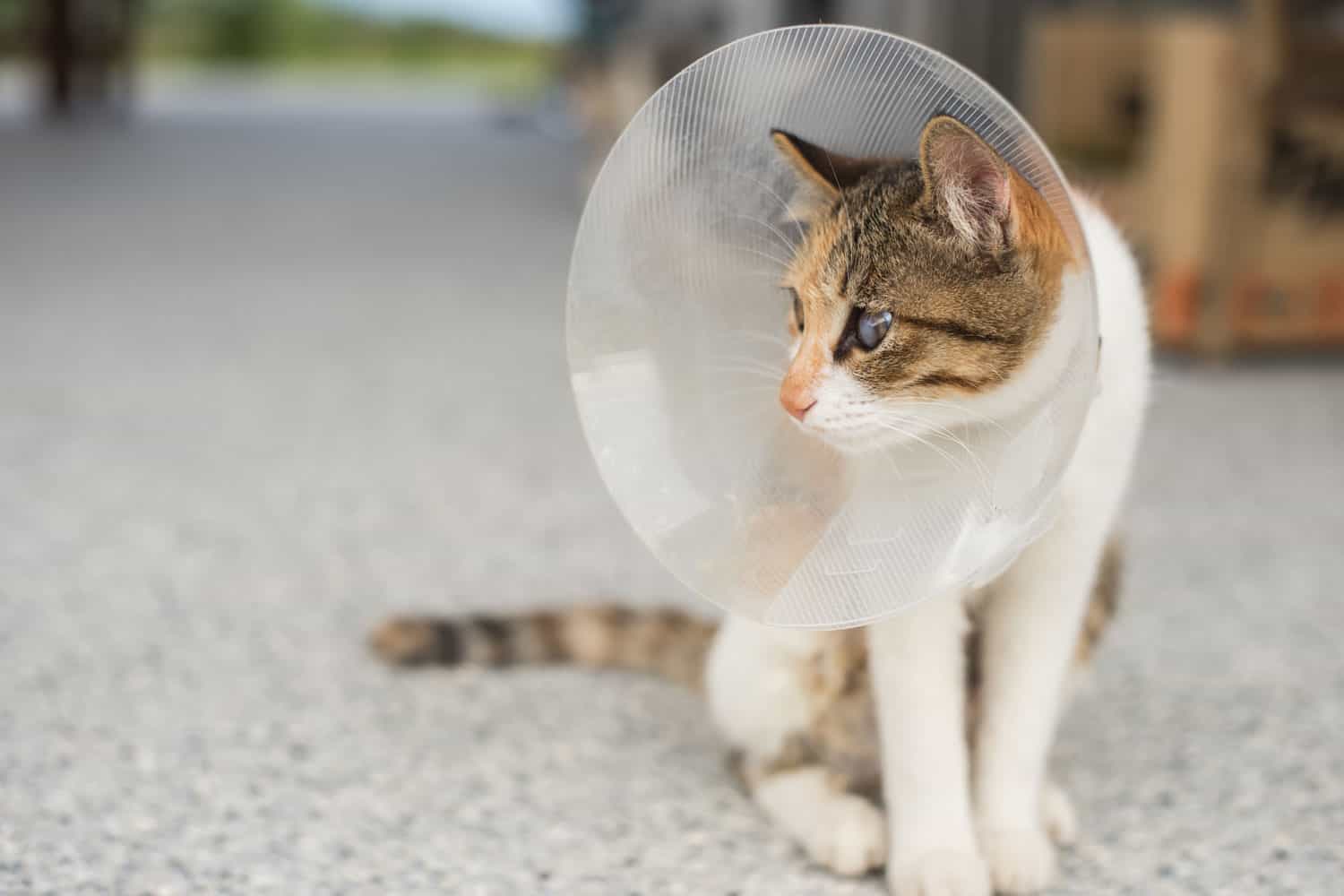 Gatita con collar isabelino tras cirugía de esterilización